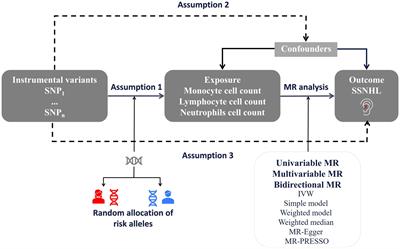 Causal associations of white blood cell count and sudden sensorineural hearing loss: a bidirectional and multivariable Mendelian randomization study